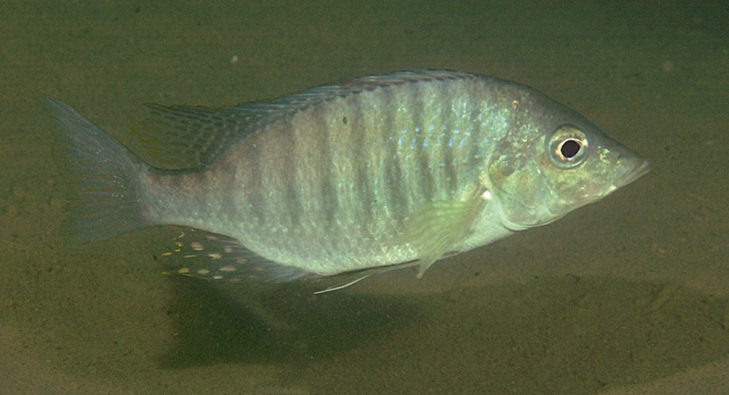 Lethrinops altus 'Harbour Island'